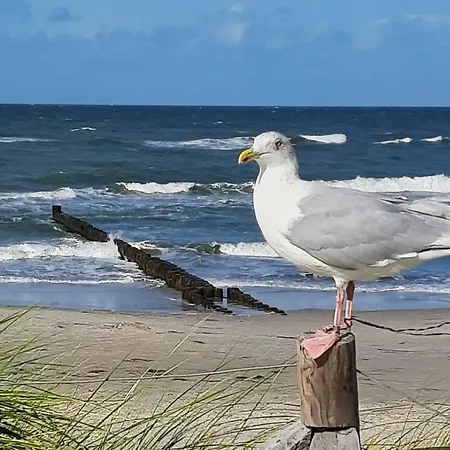 Zimmer  Sonnenschein Ostseeheilbad Ostseeheilbad Zingst Exterior foto